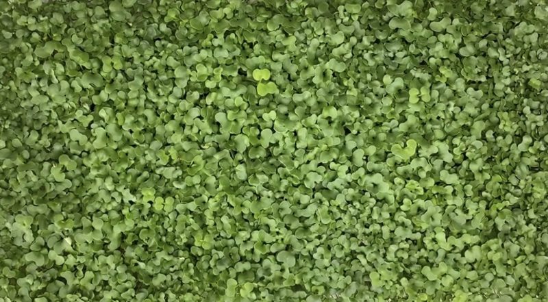 Example of broccoli microgreens