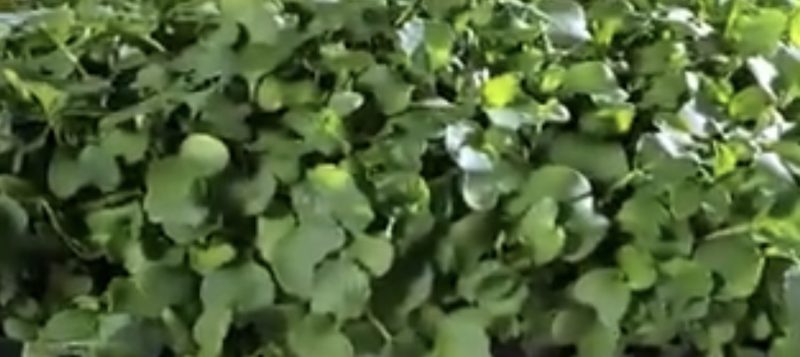 Example of mixed salad microgreens