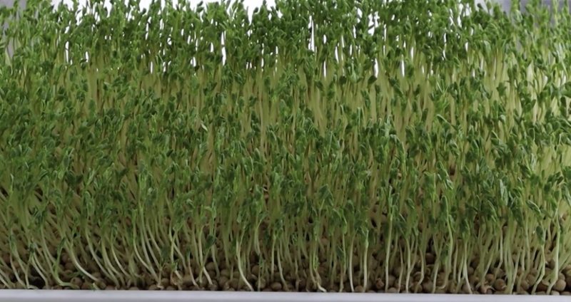 Example of pea shoot microgreens