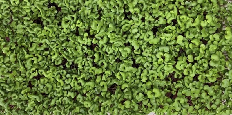 Example of radish microgreens